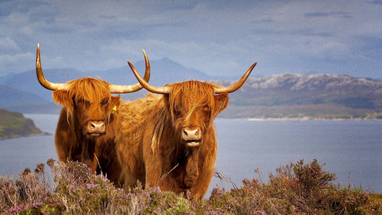 Loch Lomond and Highlands Tour 
